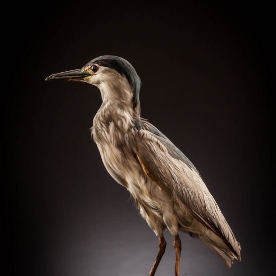 IES_SANISIDRO_MUSEO_Aves_038