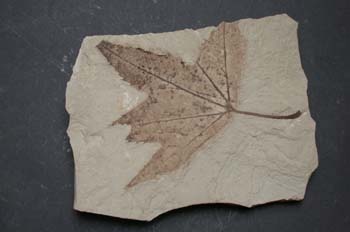 (Angiosperma) Eoceno