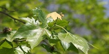 Plátano - Hojas (Platanus orientalis)