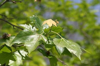 Plátano - Hojas (Platanus orientalis)