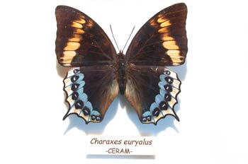 Charaxes euryalus (Indonesia)