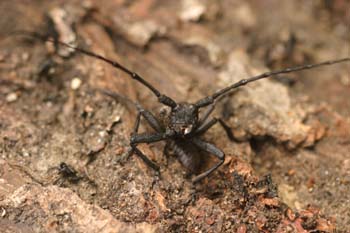 Gran Longicornio áptero (Morimus asper)