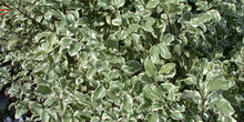 Pittosporum tenuifolia vari