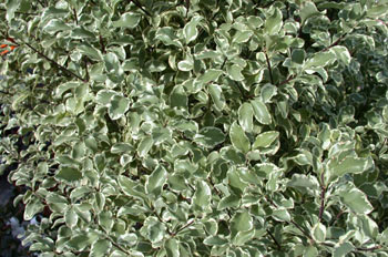 Pittosporum tenuifolia vari