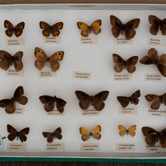 IES_CARDENALCISNEROS_Insectos_031