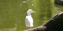 Garcilla bueyera (Bubulcus ibis)