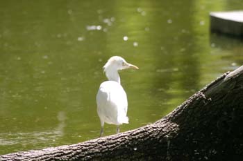 Garcilla bueyera (Bubulcus ibis)