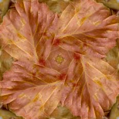 Simetría en aspa del corazón de la hoja