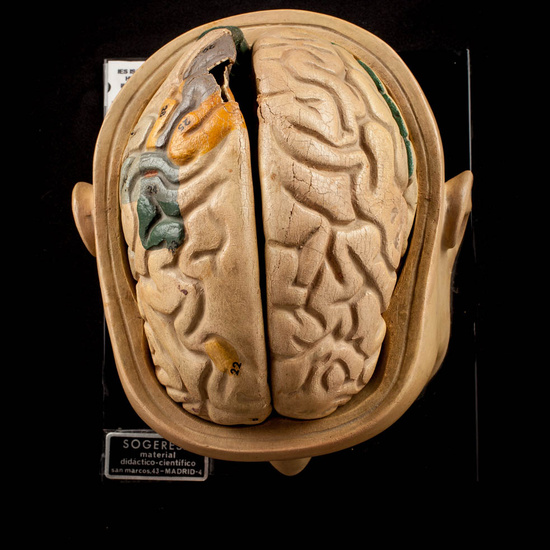 IES_ISABELLACATOLICA_ANATOMIA_013