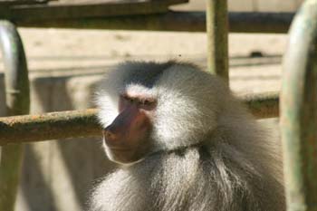 Papión (Papio cynocephalus)