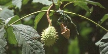 Castaño de Indias - Fruto (Aesculus hippocastanum)