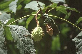 Castaño de Indias - Fruto (Aesculus hippocastanum)