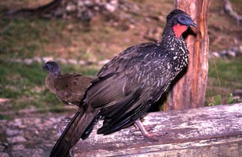 Aves en el zoológico de Flores, Guatemala