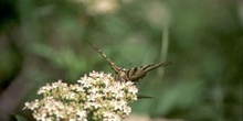 Chupaleche (Iphiclides podalirius)