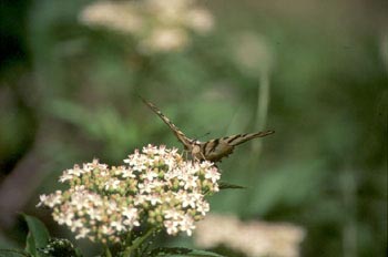 Chupaleche (Iphiclides podalirius)
