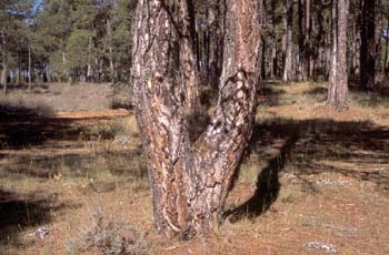 Pino negral (Pinus nigra)