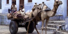 Dos hombres descansando en un carro de camello, Pushkar, India