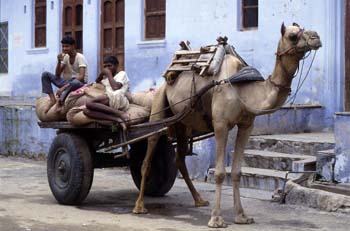 Dos hombres descansando en un carro de camello, Pushkar, India