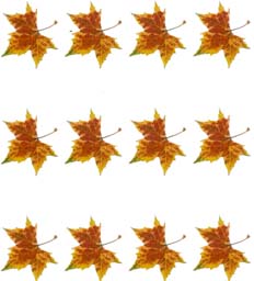 Hojas otoñales en filas