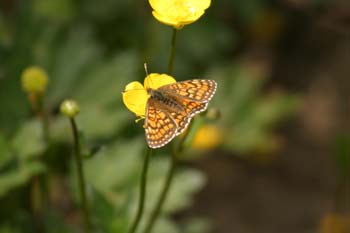 Doncella común (Mellicta athalia)
