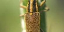 Longicornio de los cardos (Agapnathia asphodeli)