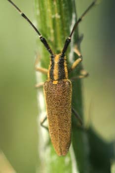 Longicornio de los cardos (Agapnathia asphodeli)