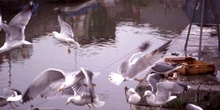 Gaviota patiamarilla (Larus cachinnans)