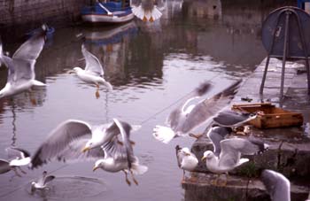 Gaviota patiamarilla (Larus cachinnans)