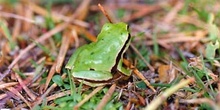 Ranita de San Antonio (Hyla arborea)