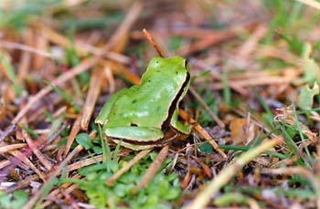 Ranita de San Antonio (Hyla arborea)