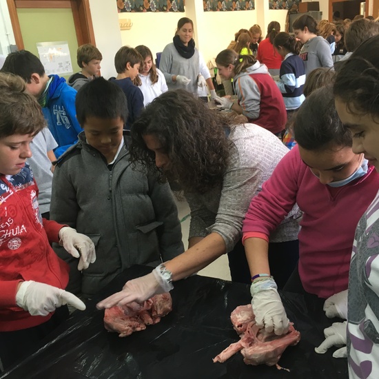 2016-11-09_DISECCION OJO CORDERO (7)