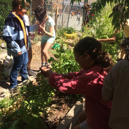 2019_06_11_4º observa insectos en el huerto_CEIP FDLR_Las Rozas 39