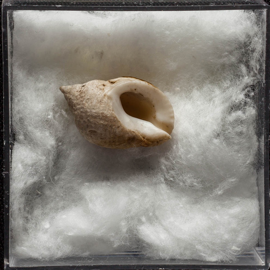 IES_ISABELLACATOLICA_BIOLOGIA_310