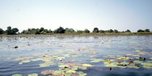 Delta del Okawango, Botswana