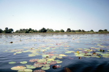 Delta del Okawango, Botswana