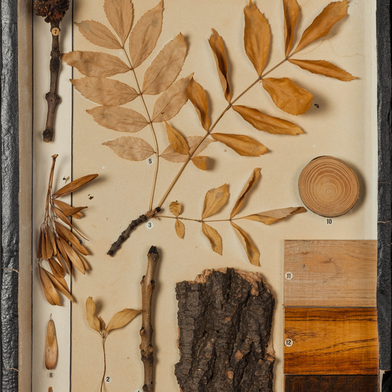 IES_CARDENALCISNEROS_BOTÁNICA_I_007