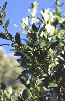 Laurel - Hojas/Frutos (Laurus nobilis)