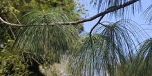 Pino llorón (Pinus wallichiana)