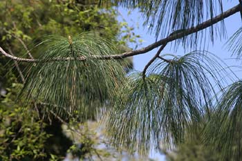 Pino llorón (Pinus wallichiana)