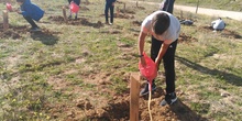 Plantación en el parque forestal de Valdebebas 2019 9