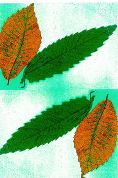 Simetría horizontal y opuesta, verdosa