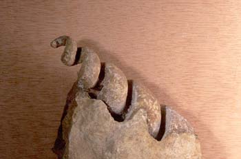 Turritella terebralis (Moluscos-Gasterópodos) Mioceno