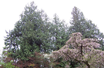 Parque de la reina Elizabeth, Vancouver