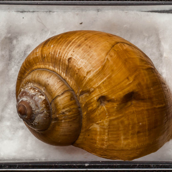 IES_ISABELLACATOLICA_BIOLOGIA_277