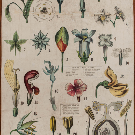 IES_CARDENALCISNEROS_BOTÁNICA_II_LÁMINAS_029