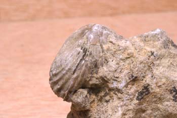 Braquiópodo (Braquiópodo) Jurásico