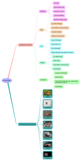 ANIMAL CLASSIFICATION