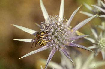 Avispa del bosque (Dolichovespula sylvestris)