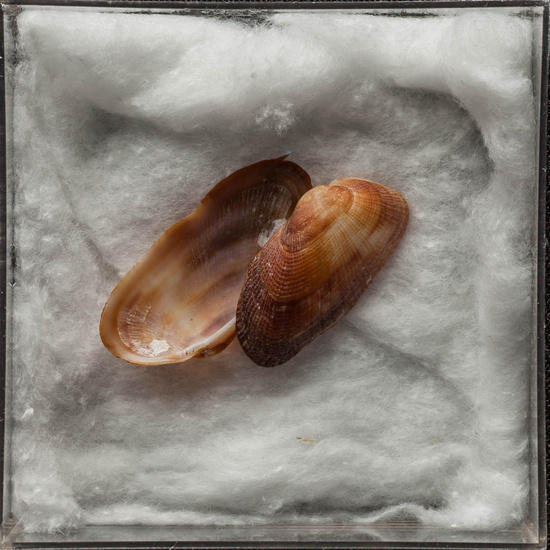 IES_ISABELLACATOLICA_BIOLOGIA_476