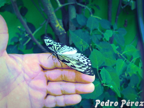 MARIPOSA EN MANO foto retocada en Phixr